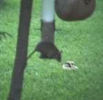 rat (ugh!) on bird feeder