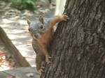 squirrel on tree trunk