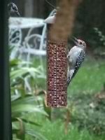 red-bellied woodpecker on peanut feeder